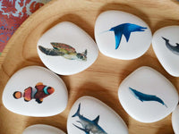 Montessori, galets pédagogiques, océan, poisson, mer, dauphin, requin

